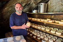 Goat's cheese maker in cellar with shelves of maturing goat's cheese, Restonica valley, Haute Corse, Corsica. June. Model released.