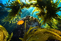 Garibaldi (Hypsypops rubicundus) swimming amongst Giant kelp (Macrocystis pyrifera) off Catalina Island, California, USA, Pacific Ocean.