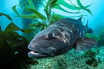 Giant sea bass (Stereolepis gigas) swimming amongst the Giant kelp (Macrocystis pyrifera) forest off Catalina Island, California, USA, Pacific Ocean. Critically endangered.