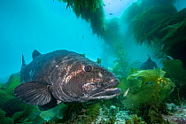 Giant sea bass (Stereolepis gigas) resting amongst the Giant kelp (Macrocystis pyrifera) forest off Catalina Island, California, USA, Pacific Ocean. Critically endangered.
