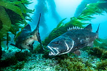 Two Giant sea bass (Stereolepis gigas) chasing each other amongst the Giant kelp (Macrocystis pyrifera) forest off Catalina Island, California, USA, Pacific Ocean. Critically endangered.