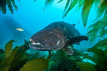 Giant sea bass (Stereolepis gigas) and Kelp bass (Paralabrax clathratus) swimming amongst Giant kelp (Macrocystis pyrifera) forest off Catalina Island, California, USA, Pacific Ocean. Critically endan...