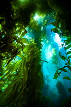 Giant kelp (Macrocystis pyrifera) climbing high through the water column to reach sunlight above, Catalina Island, California, USA, Pacific Ocean.