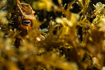 Common octopus (Octopus vulgaris) hunting through a low bed of kelp on the ocean floor, Catalina Island, California, USA, Pacific Ocean.