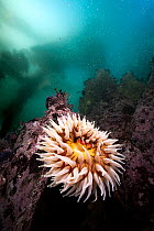 Fish-eating anemone (Urticina piscivora) on a rock below towering Giant kelp (Macrocystis pyrifera), Monterey, California, USA, Pacific Ocean.