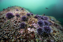Pacific purple sea urchins (Strongylocentrotus purpuratus) and Strawberry anemones (Actinia fragacea) covering rocks on seabed, Monterey, California, USA, Pacific Ocean.