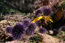 Pacific purple sea urchins (Strongylocentrotus purpuratus) feeding on Giant kelp (Macrocystis pyrifera) on seabed, Monterey, California, USA, Pacific Ocean.