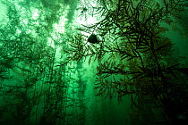 Giant kelp (Macrocystis pyrifera) climbing high through the water column to reach sunlight, Monterey, California, USA, Pacific Ocean.