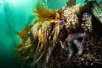 Giant spined star (Pisaster giganteus) resting underneath a matt of Giant kelp (Macrocystis pyrifera) which is moving back and forth in the strong current, Monterey, California, USA, Pacific Ocean.