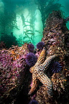 Giant spined star (Pisaster giganteus) on a rock alongside Pacific purple sea urchins (Strongylocentrotus purpuratus) underneath a Giant kelp (Macrocystis pyrifera) forest off the coast of Monterey, C...
