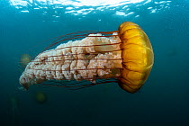 Pacific sea nettles (Chrysaora fuscescens) swarming in the murky waters off Monterey, California, USA, Pacific Ocean.