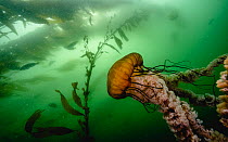 Pacific sea nettle (Chrysaora fuscescens) floating among Giant kelp (Macrocystis pyrifera) in the murky waters off Monterey, California, USA, Pacific Ocean.