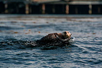 Sea otter (Enhydra lutris) floating on its back carrying its pup on its chest. Behind, piers of the Monterey Bay Aquarium are visible. Monterey, California, USA. August. Endangered.