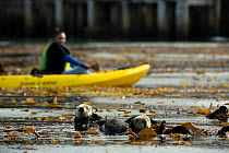 Two Sea otters (Enhydra lutris) floating on their backs among the tops of a Giant kelp (Macrocystis pyrifera) forest. Behind, an onlooker kayaks in front of the Monterey Bay Aquarium, Monterey, Califo...