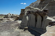 Petrified wood embedded in weathered sandstone, Bisti / De-Na-Zin Wilderness Area, New Mexico, USA, June 2023.