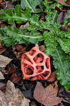 Red cage fungus (Clathrus ruber) growing in leaf litter,  Surrey, UK. October.