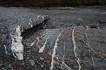 Carboniferous shales, mudstones and sandstones with veins of calcite and quartz, Crackington Haven, Cornwall, UK. November.