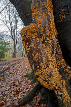 Hairy curtain crust fungus (Stereum hirsutum) growing on Beech tree (Fagus sp.), Surrey, UK. December.