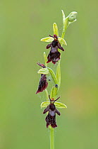 Fly orchid (Ophrys insectifera) in flower, covered with a spider's web, Surrey, UK. June.