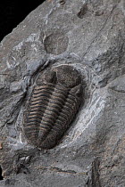 Trilobite (Calymene sp.) fossil, Morocco. Approx 2cm long.