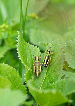 Two Green mountain grasshoppers (Miramella alpina) male and female nymphs, resting on leaf, Swiss Alps, Switzerland. June.