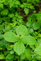 Herb Paris (Paris quadrifolia) in flower, Swiss Alps, Switzerland. June.