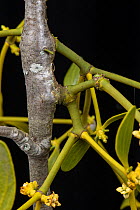 Mistletoe (Viscum album) growing on ornamental Cherry tree, showing point of entry into host plant, Surrey, UK. March.