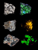 Minerals in visible light on left and fluorescing in UV light on right. Top: Autunite;  Centre: Wernerite; Bottom: Willemite.