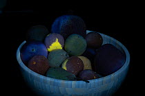 Bowl of fruit in UV light showing mould on Satsuma (Citrus sp.). See 1729463.