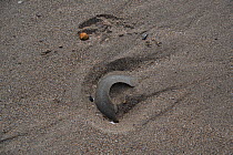 Necklace shell (Euspira catena) egg case on beach, Cornwall, UK. April.