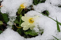 Primrose (Primula vulgaris) in snow, Surrey, UK. March.