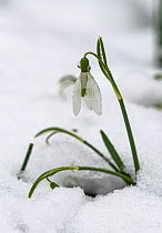 Snowdrop (Galanthus nivalis) in snow, Surrey, UK. March.