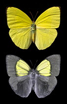 Straight-lined sulphur butterfly (Phoebis trite) male, in visible light, top, and reflected Ultraviolet light, bottom. Pinned specimen.