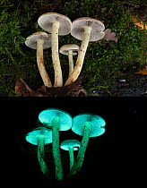 Sulphur tuft fungi (Hypholoma fasciculare) in visible light (top) and fluorescing in UV light (bottom),  Surrey, UK.