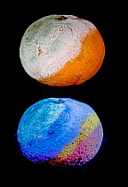 Satsuma (Citrus sp.) with mould (Penicillium sp.), in visible light at top and fluorescing in UV light below.