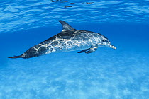 Atlantic spotted dolphin (Stenella frontalis) swimming close to sea surface, dappled in sunlight, Bahamas, Atlantic Ocean.
