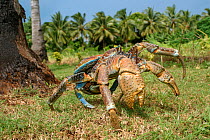 Coconut crab (Birgus latro) walking on grass with palm trees in background, Aitutaki, Cook Islands, South Pacific.