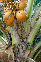 Coconut crab (Birgus latro) climbing on the base of a Coconut tree (Cocos nucifera), Aitutaki, Cook Islands, South Pacific.