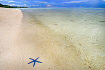 Blue starfish (Linckia laevigata) resting on sand at the edge of lagoon, Rarotonga, Cook Islands, South Pacific.