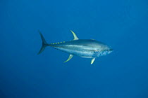 Yellowfin tuna (Thunnus albacares) swimming in open ocean, Gudalupe Island, Baja California, Mexico, Pacific Ocean.
