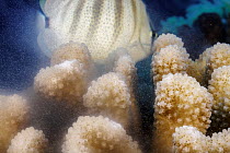 Cauliflower coral (Pocillopora meandrina) spawning, releasing both eggs and sperm into open ocean just after sunrise, with a Multiband butterflyfish (Chaetodon multicinctus) feeding on the spawn, Hawa...