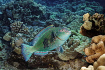 Stareye parrotfish (Calotomus carolinus) terminal phase male, swimming over reef, Hawaii, Pacific Ocean.