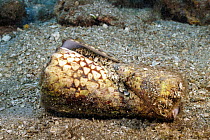 Marbled cone shell (Conus marmoreus) feeding on an Imperial cone (Conus imperialis) on the seabed, Hawaii, Pacific Ocean.