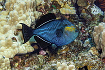 Black triggerfish (Melichthys niger) resting on reef, displaying defensive colouration, Hawaii, Pacific Ocean.
