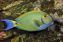 Eyestripe surgeonfish (Acanthurus dussumieri) portrait, Hawaii, Pacific Ocean.
