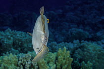 Barred filefish (Cantherhines dumerilii) swimming over reef, using its independent eye movement to look behind, Hawaii, Pacific Ocean.