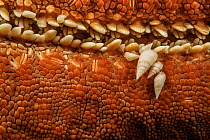 Close up view of five parasitic snails (Eulimidae) attached to the underside of a Knobby seastar (Pentaceraster cumingi), Hawaii, Pacific Ocean.