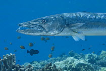 Great barracuda (Sphyraena barracuda) swimming over seabed, being cleaned by Hawaiian cleaner wrasse (Labroides phthirophagus), Hawaii, Pacific Ocean.