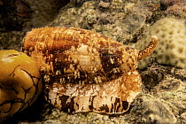 Geographic cone snail (Conus geographus) hunting on reef at night, Indonesia, Pacific Ocean.