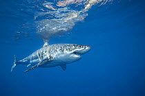 Great white shark (Carcharodon carcharias) swimming close to ocean surface, Guadalupe Island, Baja California, Mexico, Pacific Ocean.